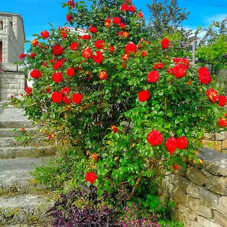 Damir Διαμέρισμα